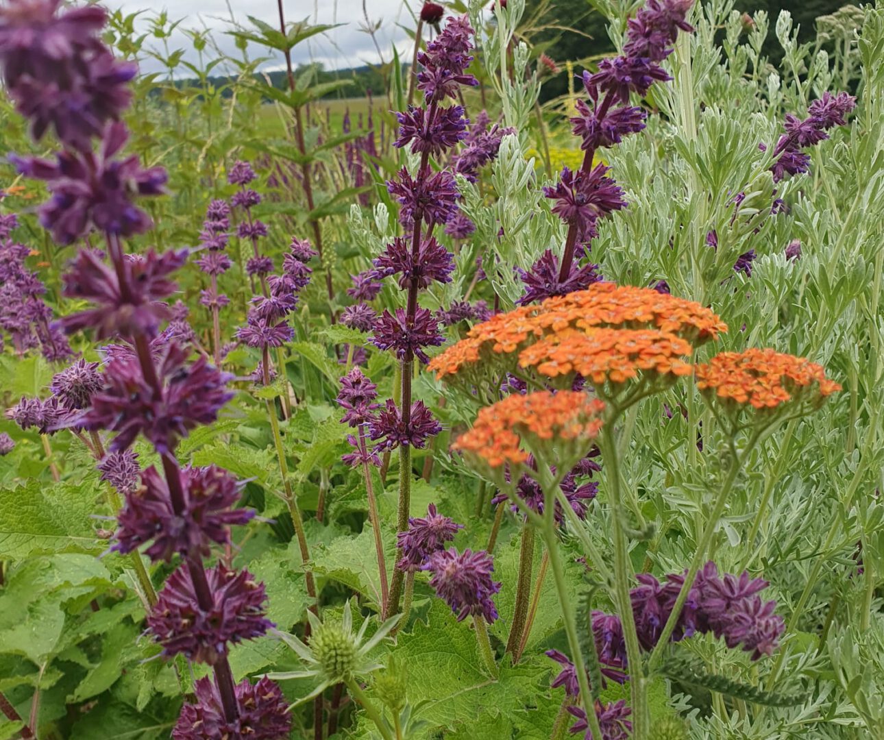 Achillea u Salvia