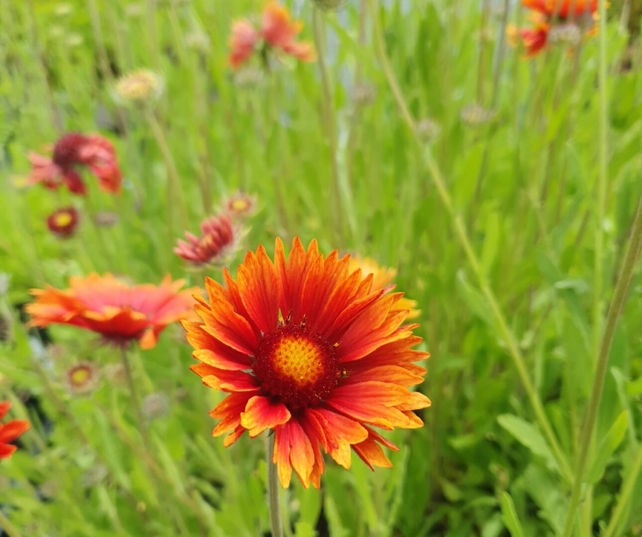 Kokardenblume
