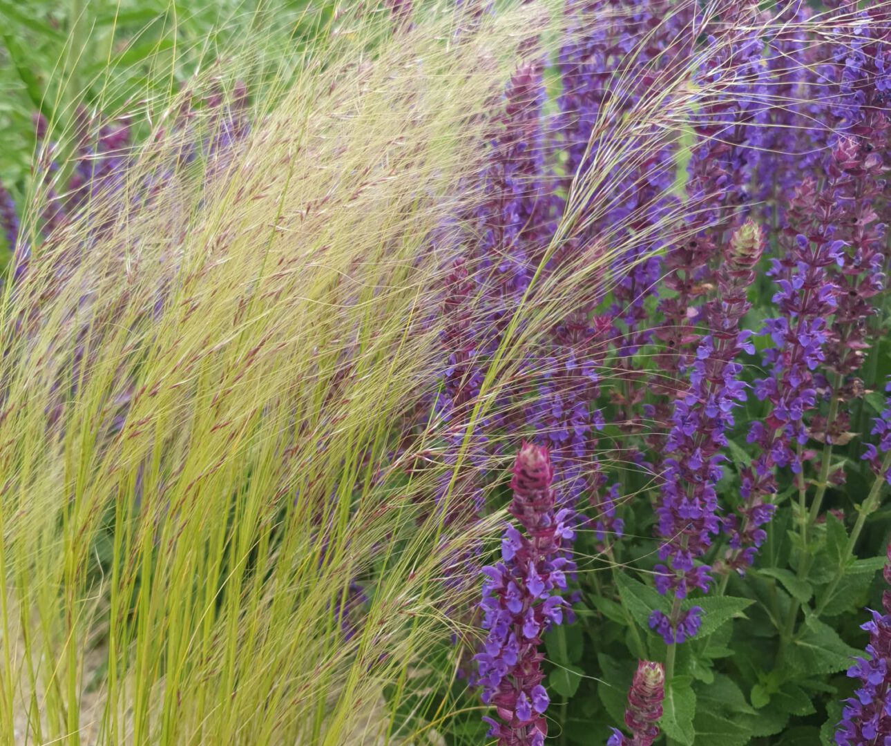 Stipa u Salvia